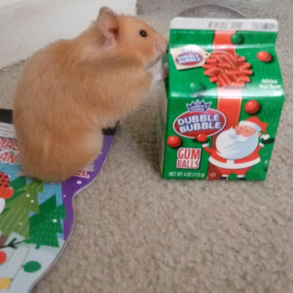 VERY ANIMAL FRIENDLY HOME 🐕🐈🕷🐢🐀❤ - Picture 7 of 16